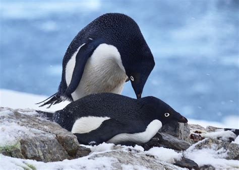 adelie pengueni nerede yaşar